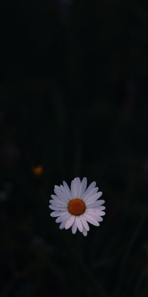 Elegant Chamomile Flower Against a Dark Background