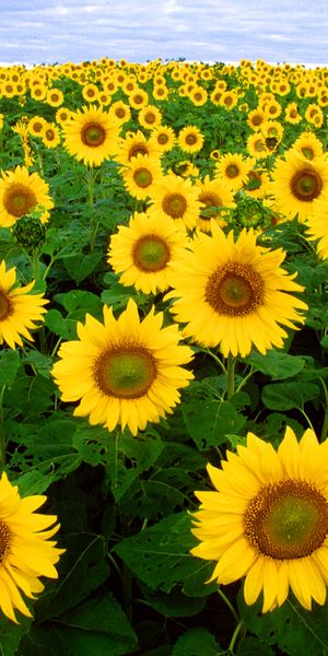 Phone wallpaper: Sunflower, Flowers, Earth free download