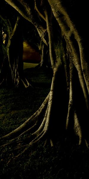 Enchanting 4K Phone Wallpaper of Trees at Sunset - Nature's Beauty