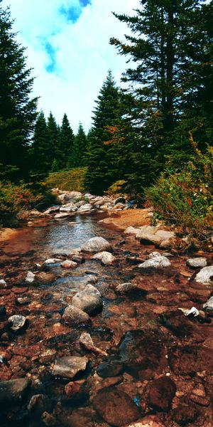 Serene River Flowing Through Lush Spruce Forest