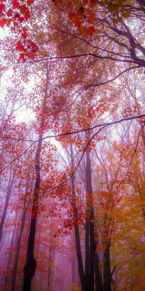 Phone wallpaper: Nature, Trees, Forest, Tree, Fall, Earth, Canopy, Season free download