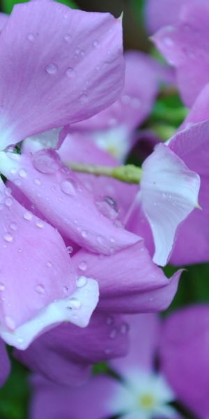 Beautiful Pink Flower Wallpaper for iPhone - Nature's Elegance