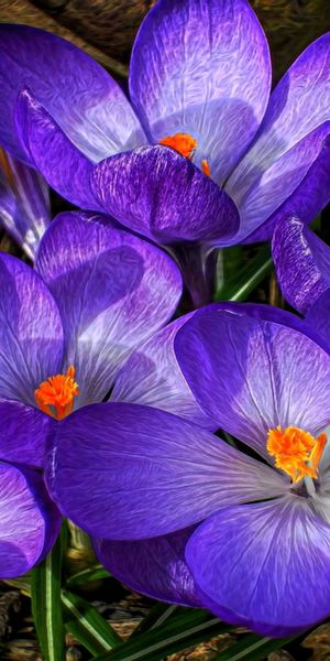 Phone wallpaper: Nature, Flowers, Flower, Earth, Crocus, Purple Flower free download