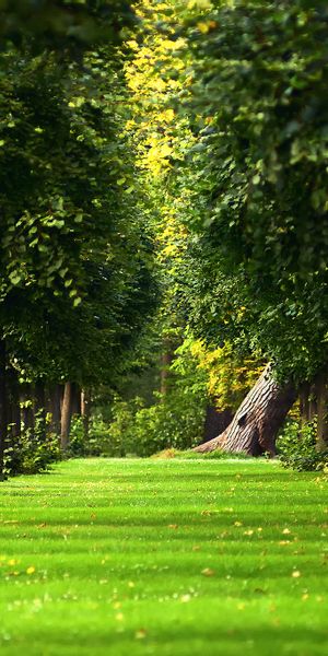 Lush Green Summer Park Alley
