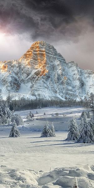 Phone wallpaper: Mount Chephren, Valley, Deer, Snow, Mountains, Canadian Rockies, Winter, Forest, Tr