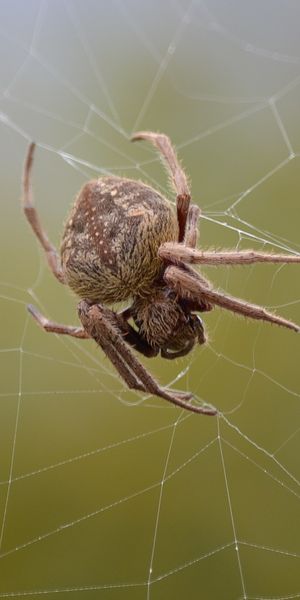 Phone wallpaper: Orb Weaver Spider, Spiders, Spider, Spider Web, Blur, Animal free download