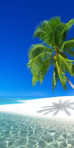 Breathtaking Seychelles Tropical Beach Scene with Palm Trees and Clear Water