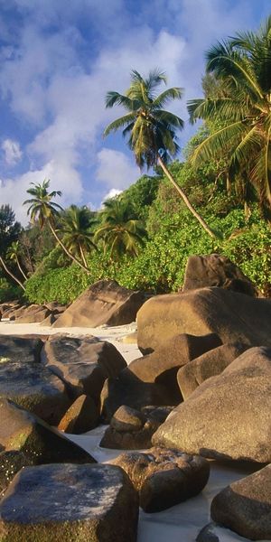 Tranquil Beach Scene with Lush Palm Trees and Clear Waters