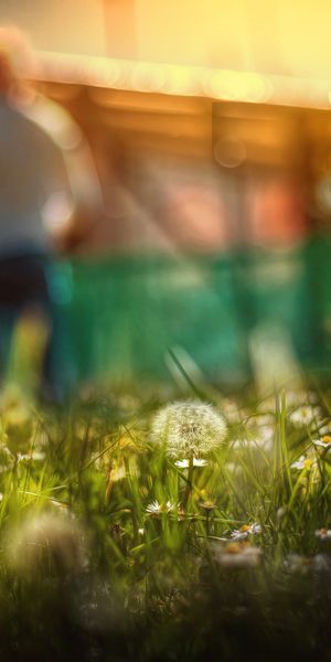 Phone wallpaper: Cats, Summer, Silhouette, Cat, Blur, Animal, Garden, Bokeh, Dandelion, Depth Of Fie