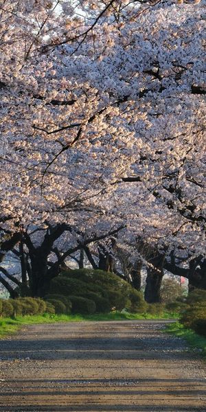 Phone wallpaper: Trees, Road, Nature, Flowers free download