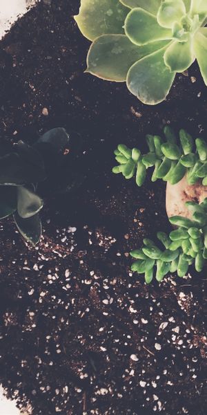 Phone wallpaper: Ground, Houseplant, Priming, Leaves, Flowers, Indoor Plant free download