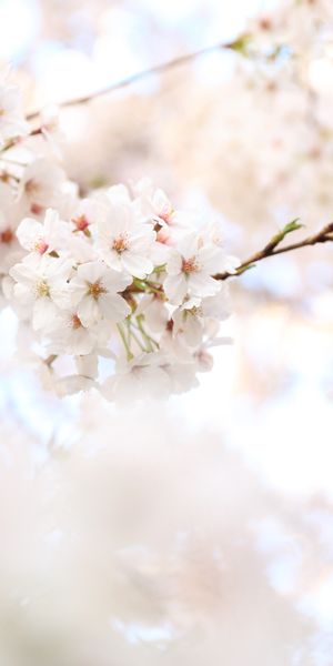 High-Quality iPhone Wallpaper Featuring Cherry Blossom Branches in Bloom