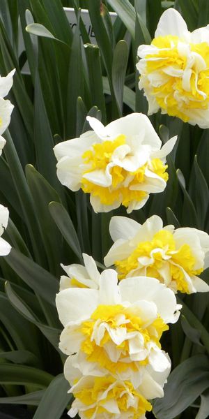 Beautiful 4K Mobile Wallpaper Featuring Narcissus Flowers and Lush Greens