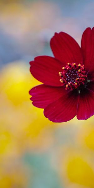 Phone wallpaper: Nature, Flowers, Flower, Blur, Close Up, Earth, Red Flower free download