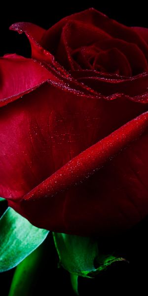Phone wallpaper: Surreal, Flowers, Rose, Earth free download
