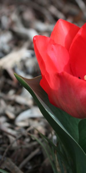 Phone wallpaper: Tulip, Flowers, Earth free download