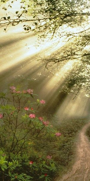 Phone wallpaper: Trees, Sun Rays, Path, Branches, Nature, Forest, Flowers, Sunlight, Branch, Shine,