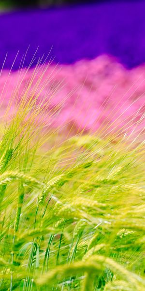 Breathtaking 4K mobile wallpaper of summer wheat fields and nature