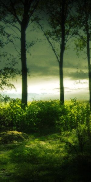 Serene Mobile Wallpaper of a Mystical Forest with Lush Greenery and Trees
