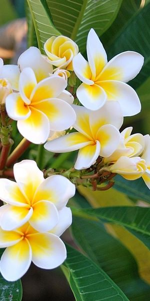 High-Quality White and Yellow Flower Wallpaper for Your Phone