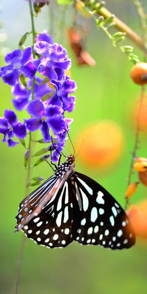 Phone wallpaper: Nature, Flower, Blur, Insect, Butterfly, Berry, Animal free download