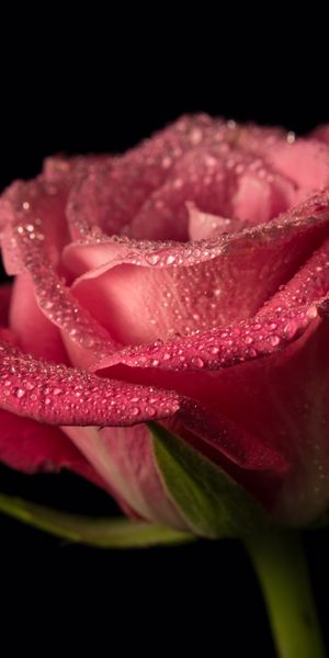 Elegant Pink Rose with Water Drops Perfect for Mobile Wallpaper