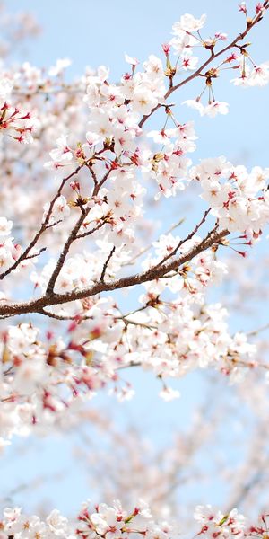 Blossom Branch with Flowers – Perfect Mobile Wallpaper