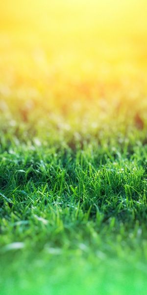 Beautiful Macro Blur of Green Grass for Your Mobile
