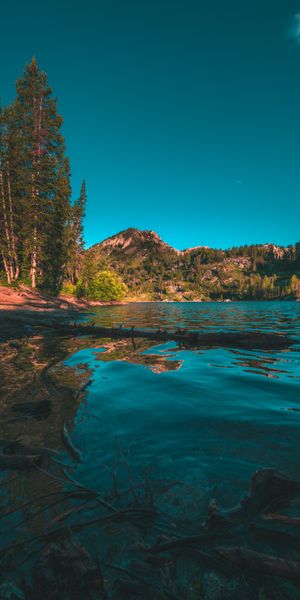 Breathtaking Landscape of a Lake Surrounded by Spruce Trees