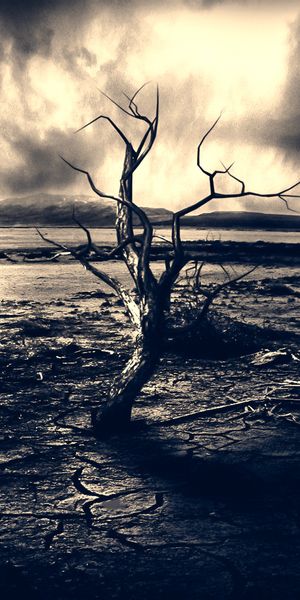 Phone wallpaper: Trees, Tree, Earth, Lonely Tree free download