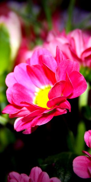 HD Pink Floral Wallpaper for Your Phone