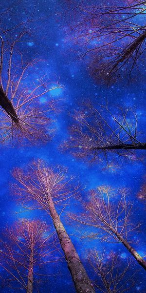 Phone wallpaper: Canopy, Trees, Tree, Earth, Starry Sky, Sky free download