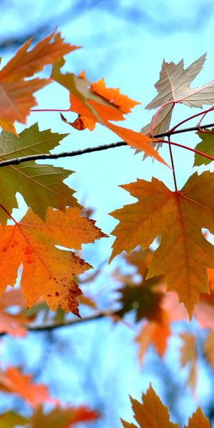 Autumn Maple Leaves - A Nature's Delight