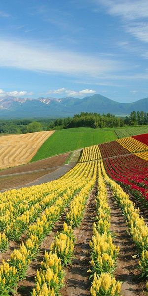 Phone wallpaper: Rows, Field, Ranks, Flowers, Nature, Multicolored, Japan free download