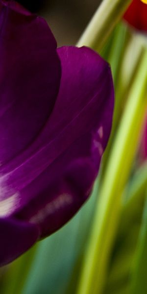 Vibrant Purple Tulip Close-Up Wallpaper