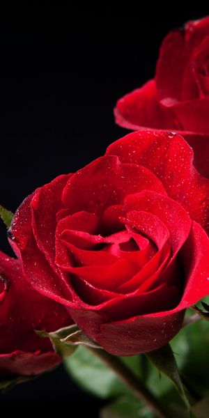 Elegant Red Roses - A Beautiful Nature Wallpaper