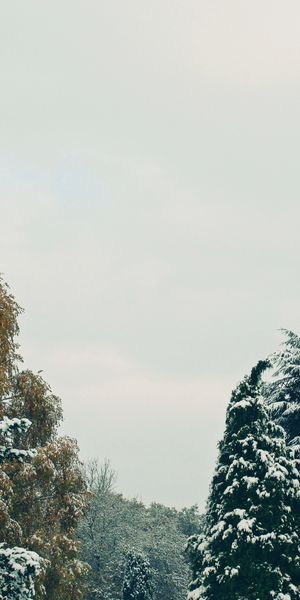 Phone wallpaper: Snow, Trees, Sky, Nature free download