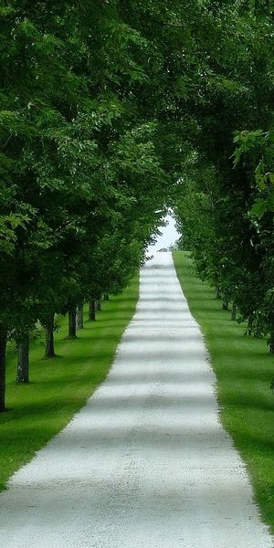 Explore a tranquil tree-lined road in this captivating 4K mobile wallpaper