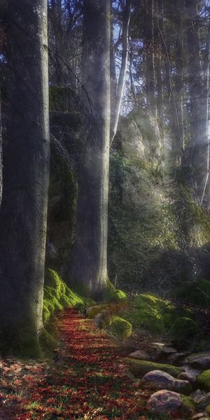 Phone wallpaper: Track, Beams, Path, Rays, Forest, Mysterious, Stones, Light, Moss, Shine, Nature, S