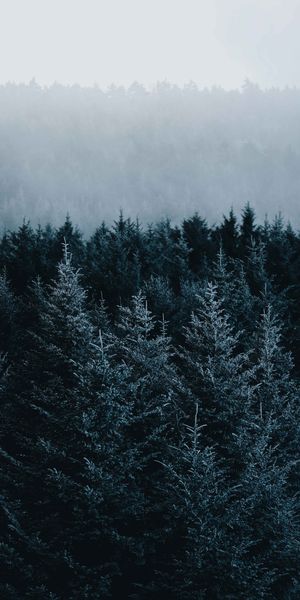 Phone wallpaper: Nature, Spruce, Forest, Fir, Fog, Trees free download