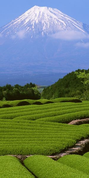 Breathtaking Mount Fuji with Lush Green Tea Fields