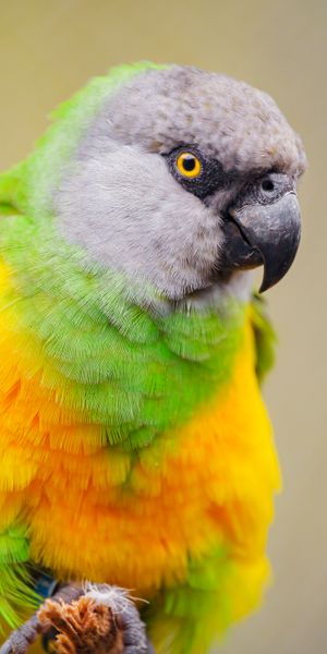 Phone wallpaper: Senegalese Parrot, Animals, Bird, Multicolored, Motley, Parrots free download