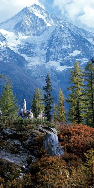 Breathtaking Swiss Mountain Landscape with Forests