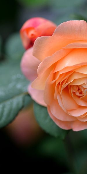 Phone wallpaper: Flowers, Flower, Macro, Rose, Blur, Close Up, Earth, Orange Flower free download