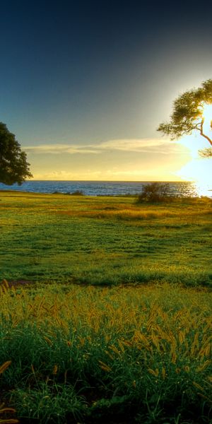 Phone wallpaper: Hdr, Trees, Tree, Earth, Landscape free download