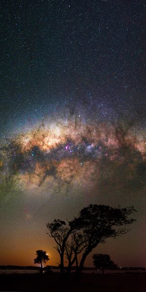Milky Way Galaxy Illuminating the Night Sky with Trees