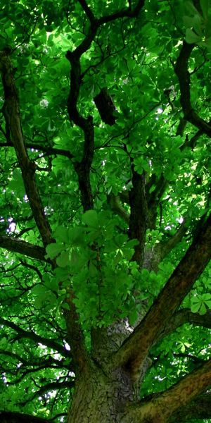 Phone wallpaper: Trees, Greenery, Tree, Earth free download