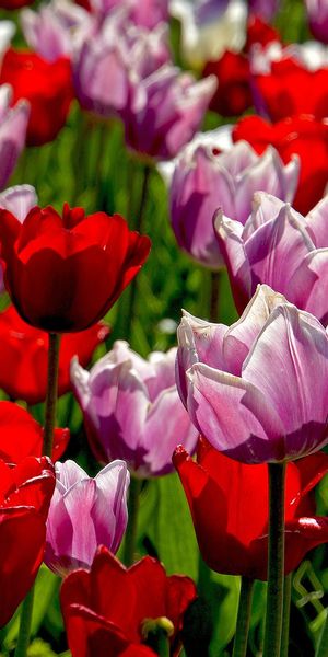 Phone wallpaper: Nature, Flowers, Summer, Flower, Earth, Tulip, Red Flower, Pink Flower free downloa