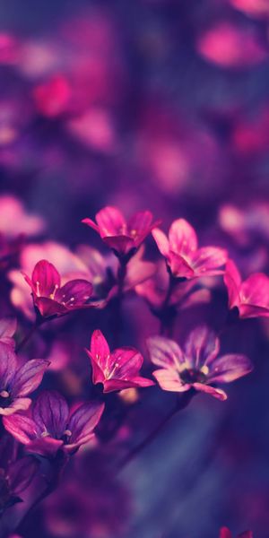 Beautiful floral phone background featuring delicate pink flowers, free to use