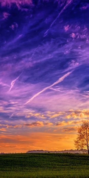Vibrant Landscape Wallpaper with Beautiful Trees and Colorful Sky